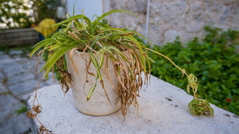 a neglected spider plant with a few dead leaves