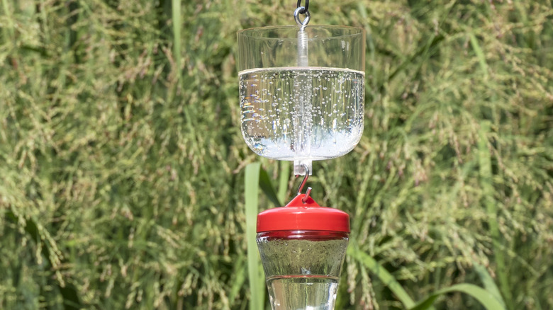 Ant moat hangs above hummingbird feeder