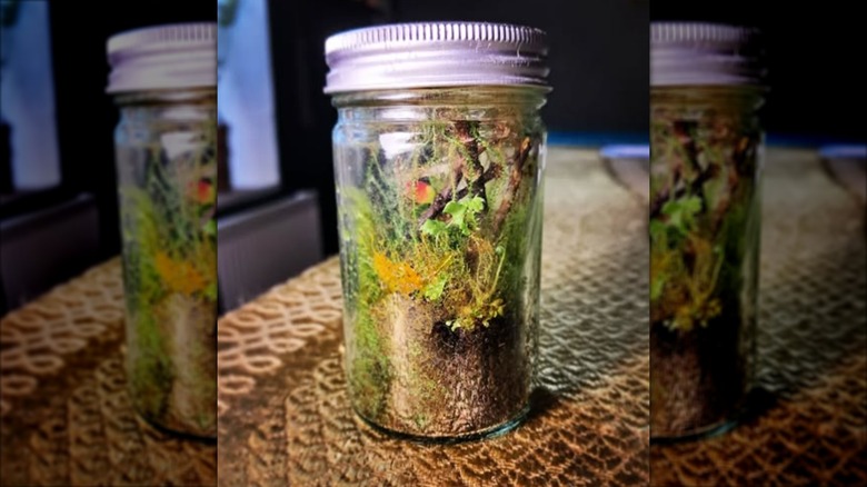 small terrarium in spice jar