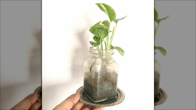 propagated plant in spice jar