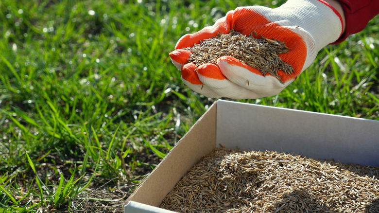 Person holding lawn seeds with a glove