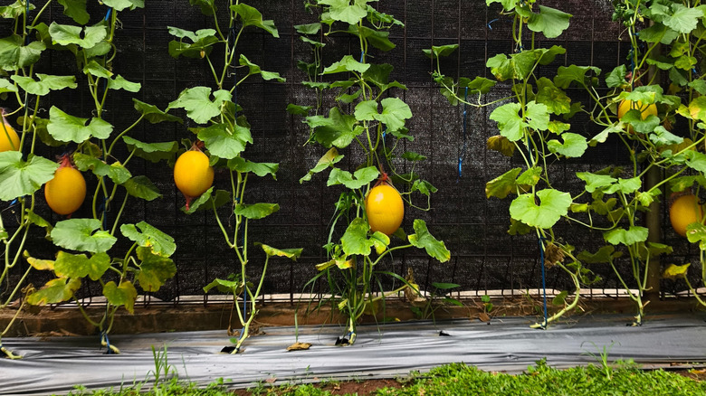 Vines with yellow melons grow vertically on a trellis attached to a fence.