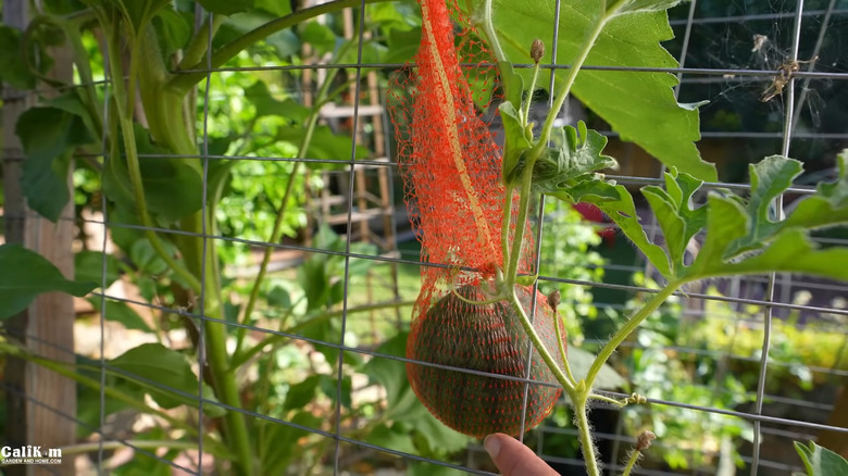 Using a mesh produce bag as a sling to hold a personal-sized watermelon.