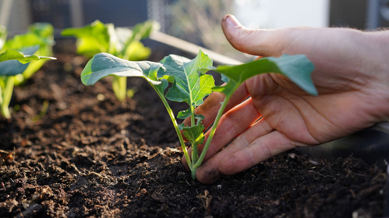 Hand planting vegetables in a compost-enriched soil mix