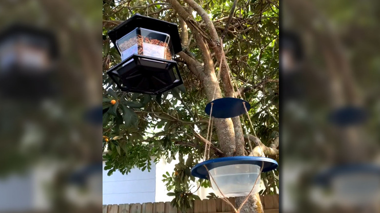 DIY bird waterer hang on tree branch next to a feeder