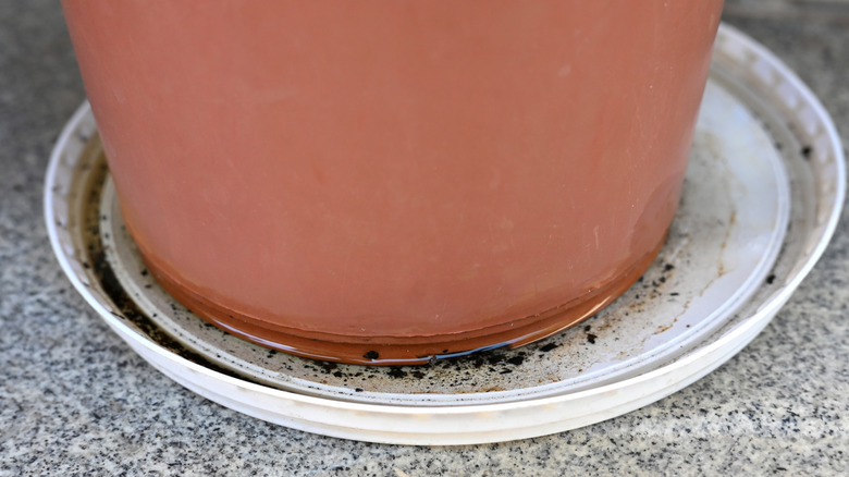Old white plastic lid sitting under a plant pot