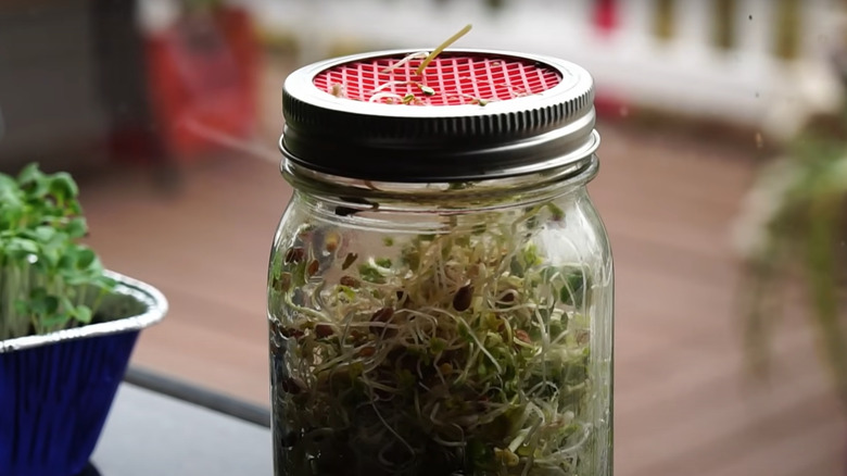 Sprouts growing in mason jar with a silicone netting lid.