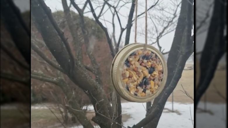 A hanging mason jar lid bird feeder in a tree.