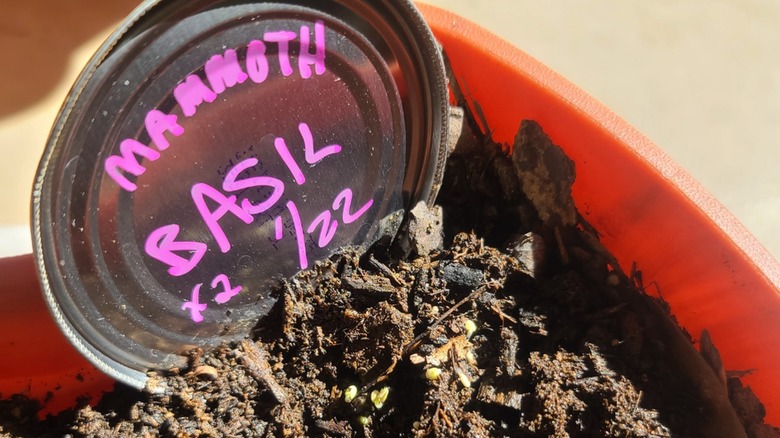 A mason jar lid as a planter for basil in soil.