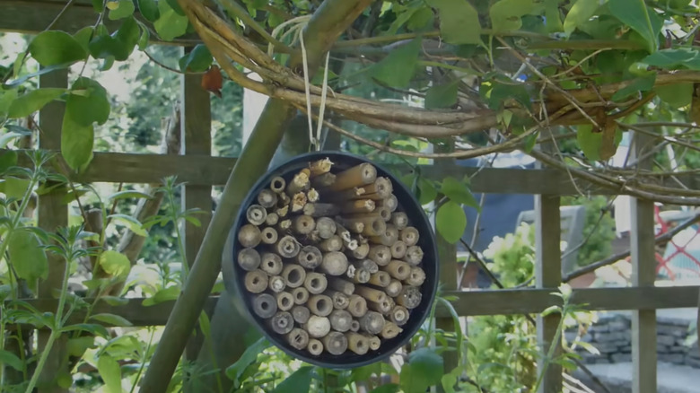 bug hotel for lacewing insects