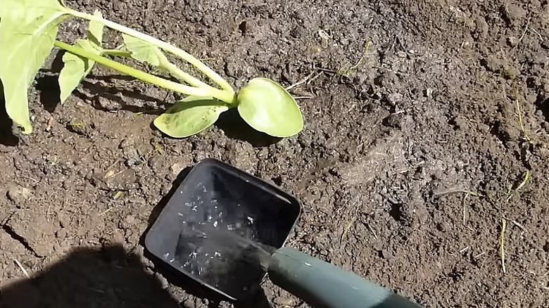 Filling a plastic nursery pot that is buried next to a squash seedling with water from a garden hose.