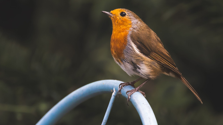 bird on holing on a metal rod