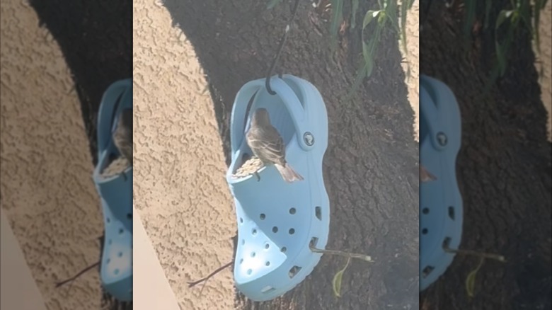 blue croc filled with bird food hanging from hook