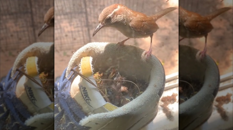 old sneaker filled with baby birds and big bird perched on edge