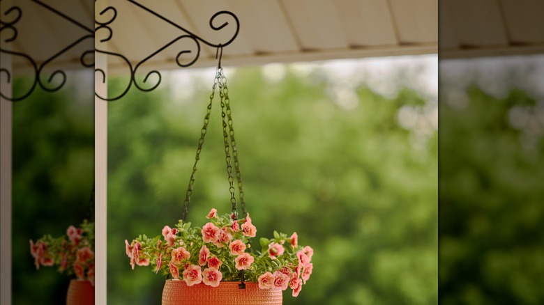 A potted plant hanging on a metal hanger