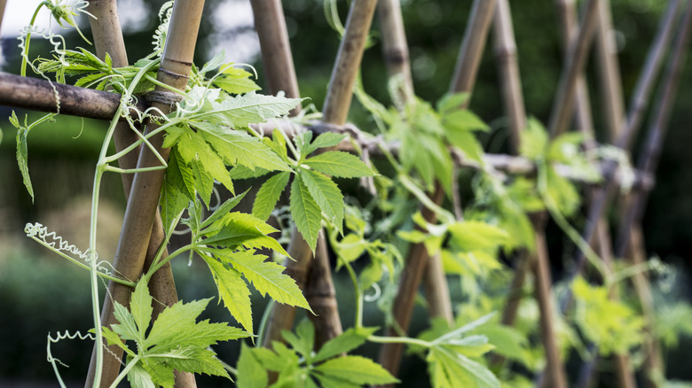 Vines wrapped around a bamboo trellis