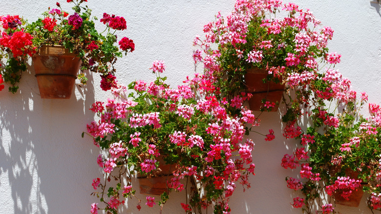 Plant pots hanging on the side of the wall