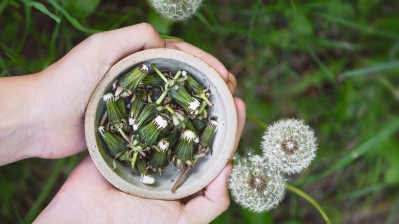 Person holding bowl of closed dandelion heads.