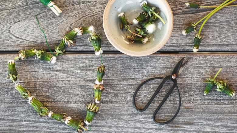 Heart-shaped dandelion wreath on table with dandelions and scissors.
