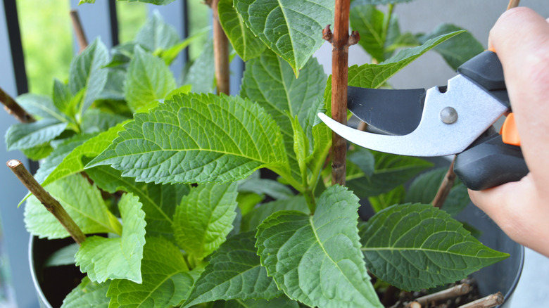 A person is carefully cutting hydrangea stems in a garden, using sharp shears.
