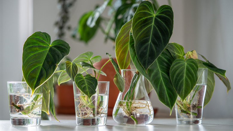 houseplants propegating in water glasses