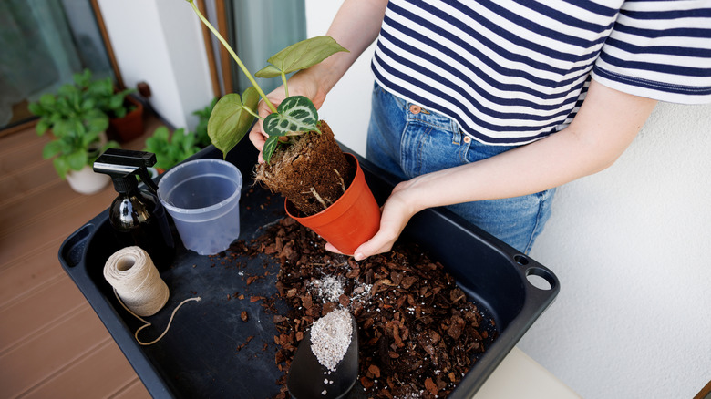 A woman removes a houseplant from a plastic nursery pot above a repotting station filled with tools and soil.