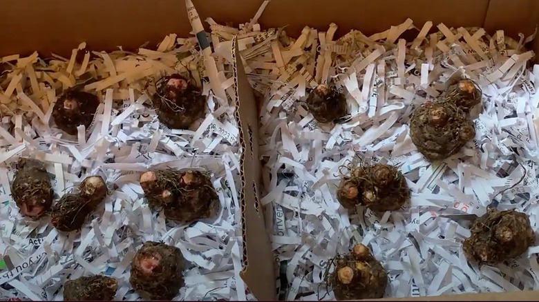 flower bulbs stored in shredded paper in a cardboard box