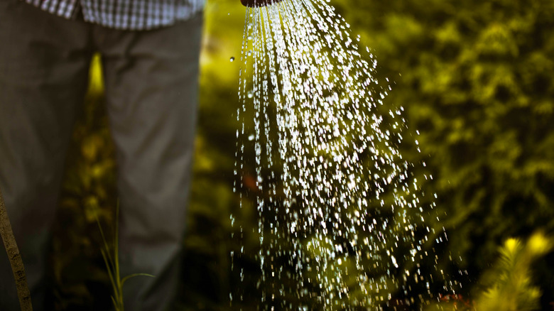 Close-up of unrecognizable person watering garden.