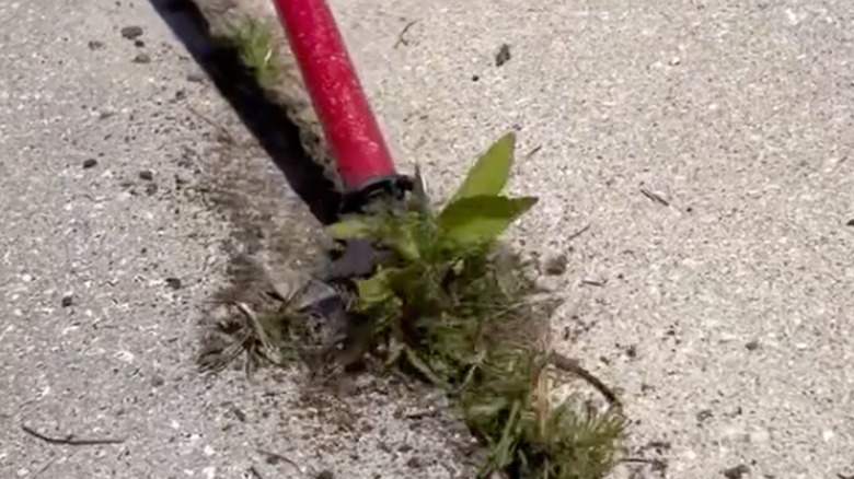 Pulling weeds from concrete crack with red tool.