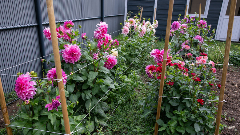 Multiple wood garden stakes around flowers
