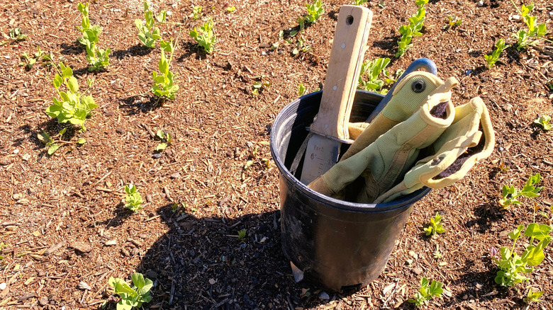 A plastic nursery pot containing gardening tools
