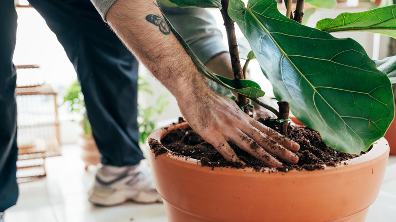 A man adds soil to a pot planted with a large ficus.