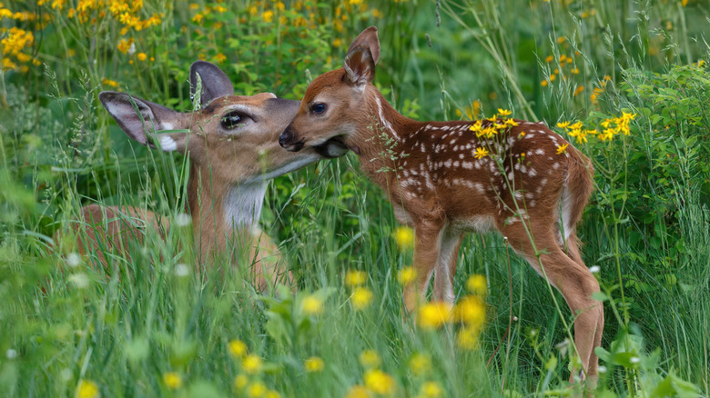 Mom and baby deer in flowers