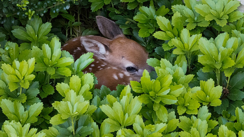 Don't Touch That Baby Deer! What To Do If You Find One Alone In Your Yard