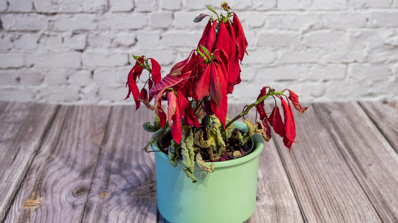 a dying poinsettia looks sad and forlorn after the holiday rush