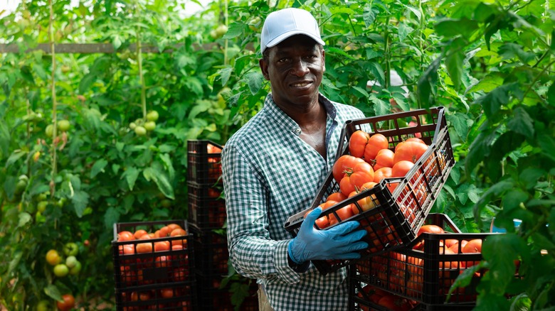 man harvesting tomatoes 