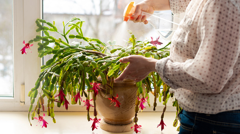 person misting potted Christmas cactus