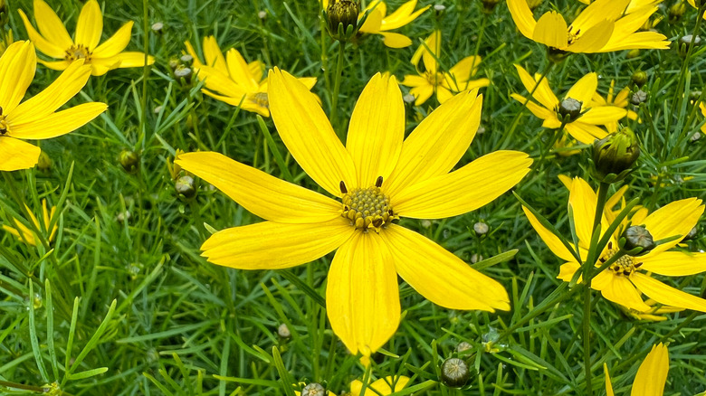 Threadleaf coreopsis blooms in a summer garden