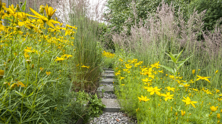 Threadleaf coreopsis growing on either side of a garden path