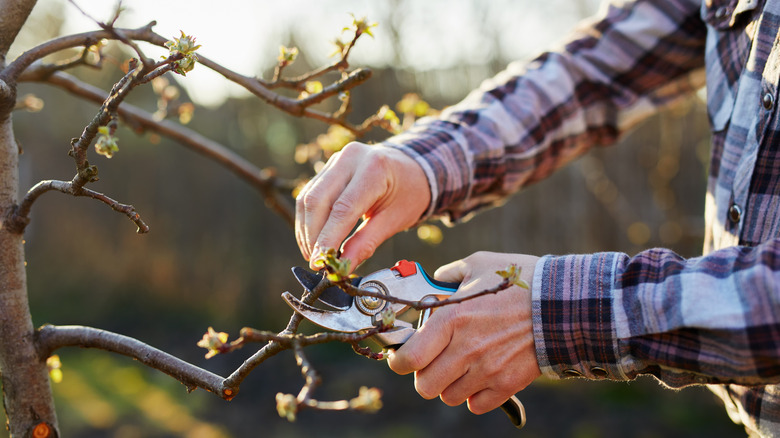 Close up of person pruning a fruit tree