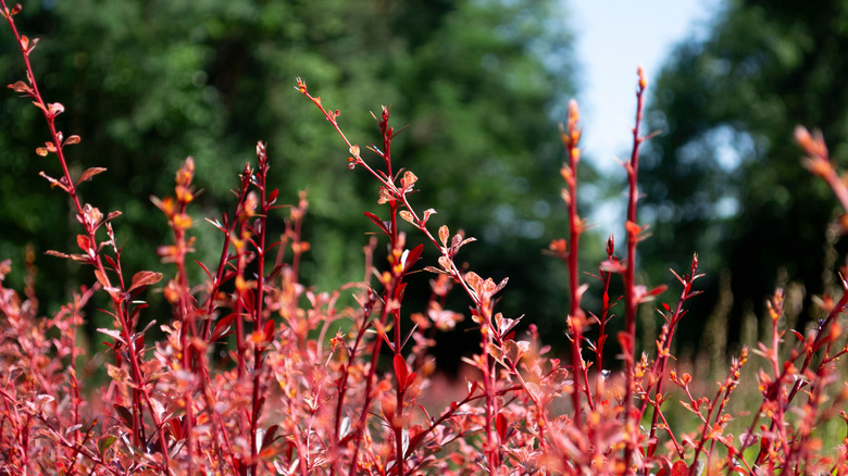 Unruly barberry plant