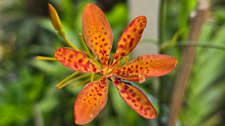 spotted orange and red blackberry lily flower