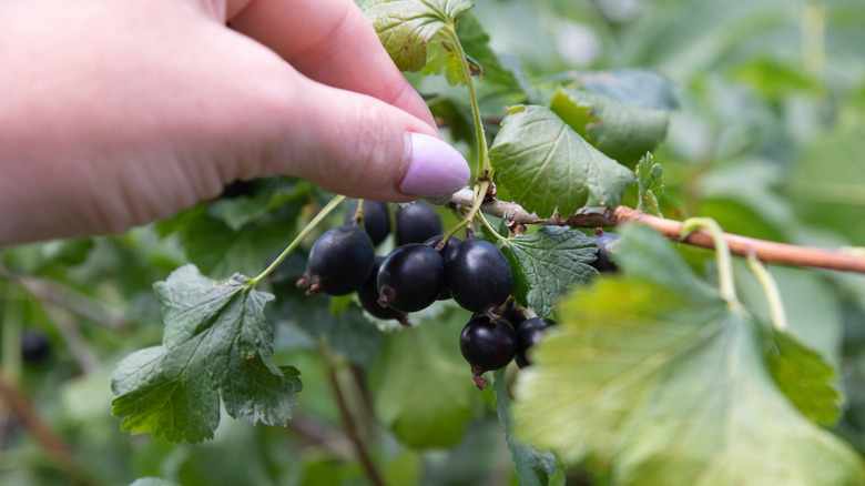 hand picking ripe blackcurrants on the branch