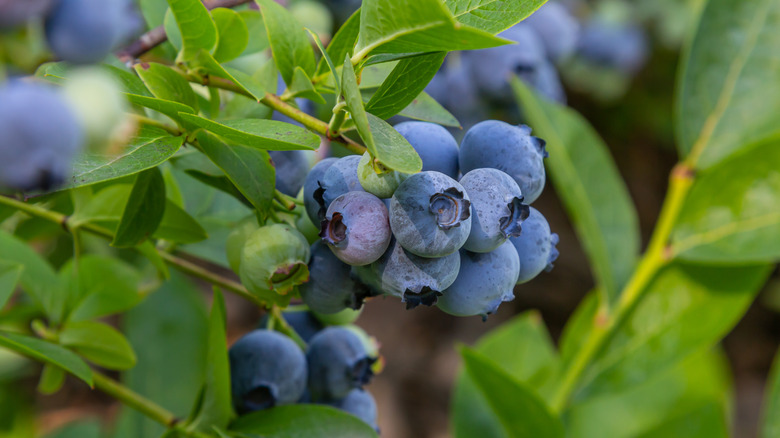 plump ripe blueberries on the stem