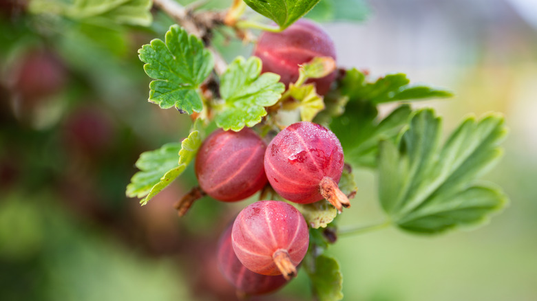 Healthy gooseberry bush close up view of red berries