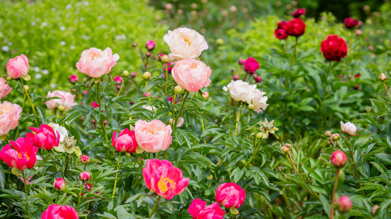 shades of pink and red peonies