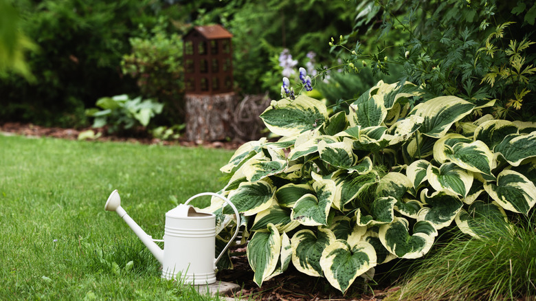 garden hostas next to white watering can