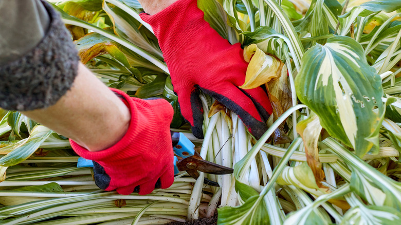 close up of gloved hands pruning hosta plant