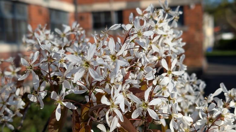 white flowers on serviceberry shrub