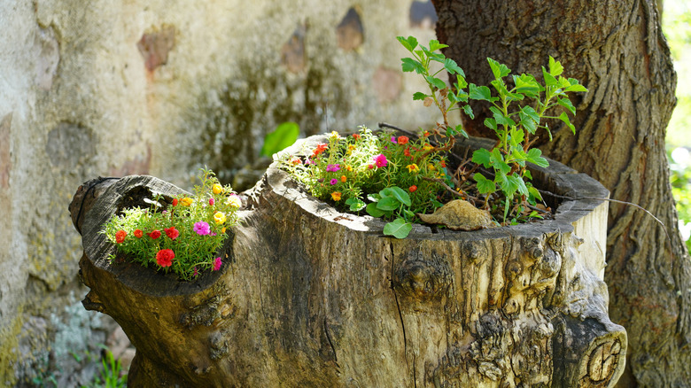 A tree stump with plants growing out of hollowed parts in its core and branches